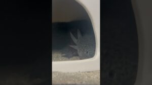 axolotl-