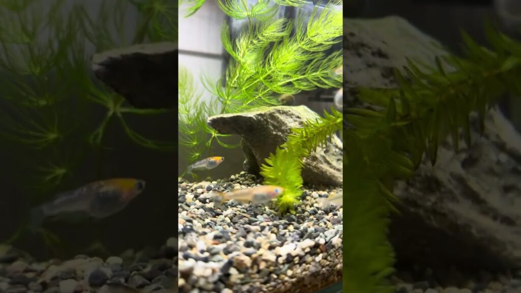 medaka-Japanese-killifish-YOZAKURA-first-aquarium-1