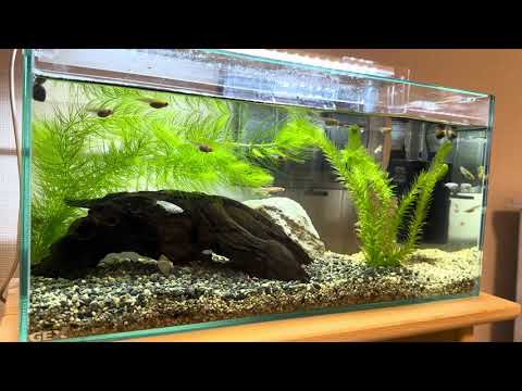 medaka-Japanese-killifish-YOZAKURA-first-aquarium