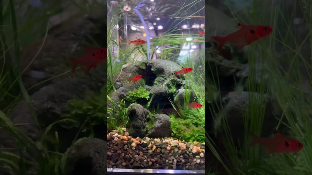 shorts-ada-aquaplants