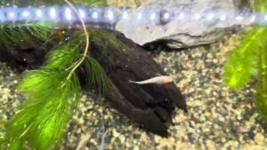 vol4-medaka-Japanese-killifish-YOZAKURA-first-aquarium