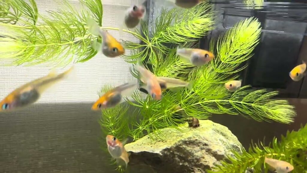 vol5-medaka-Japanese-killifish-YOZAKURA-first-aquarium