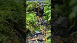 151515cm-terrarium-aquarium-garden-moss-nature-craft