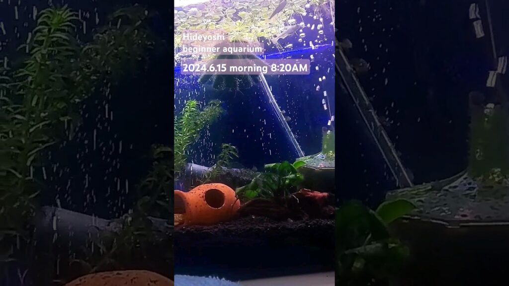 2024.6.15-morning-aquarium-