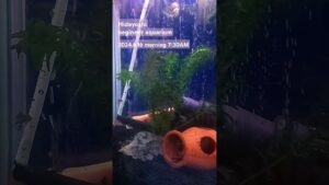 2024.6.16-morning-aquarium