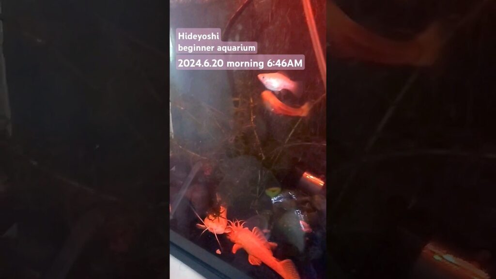 2024.6.20morning-aquarium-