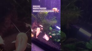 2024.6.27morning-aquarium-