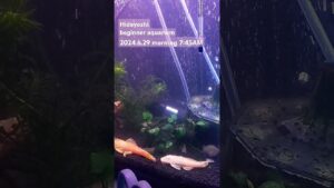 2024.6.29morning-aquarium-