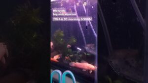 2024.6.30morning-aquarium-