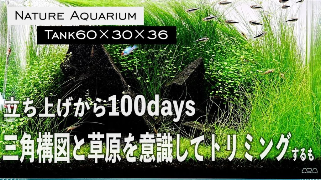 Nature-aquarium-aquarium-