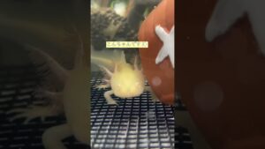 axolotl-1-1