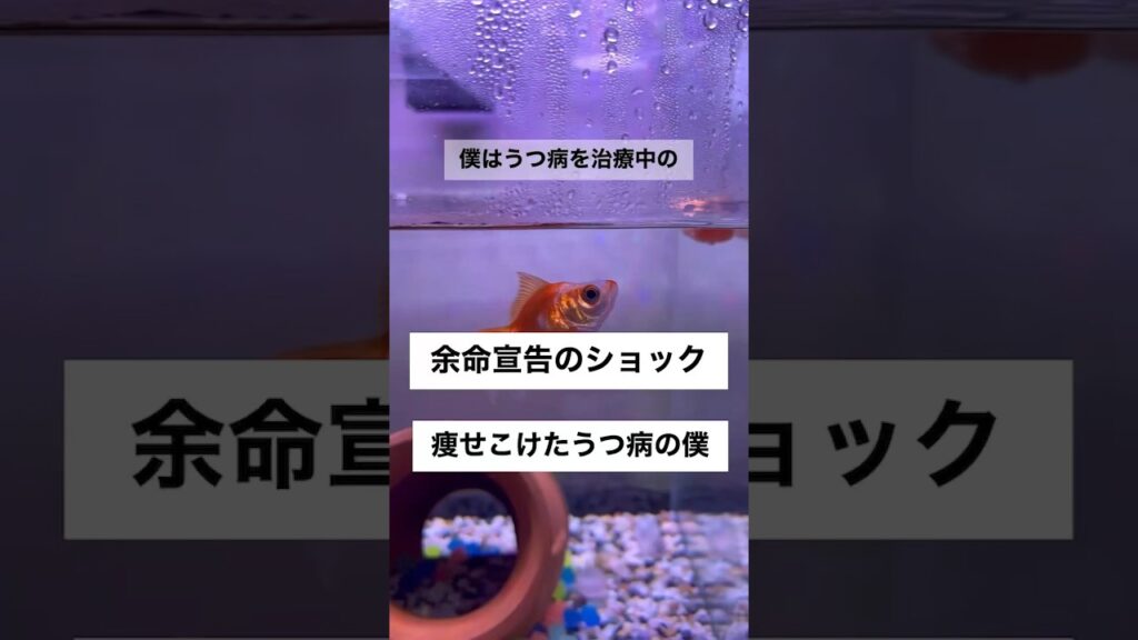 shorts-goldfish-aquarium