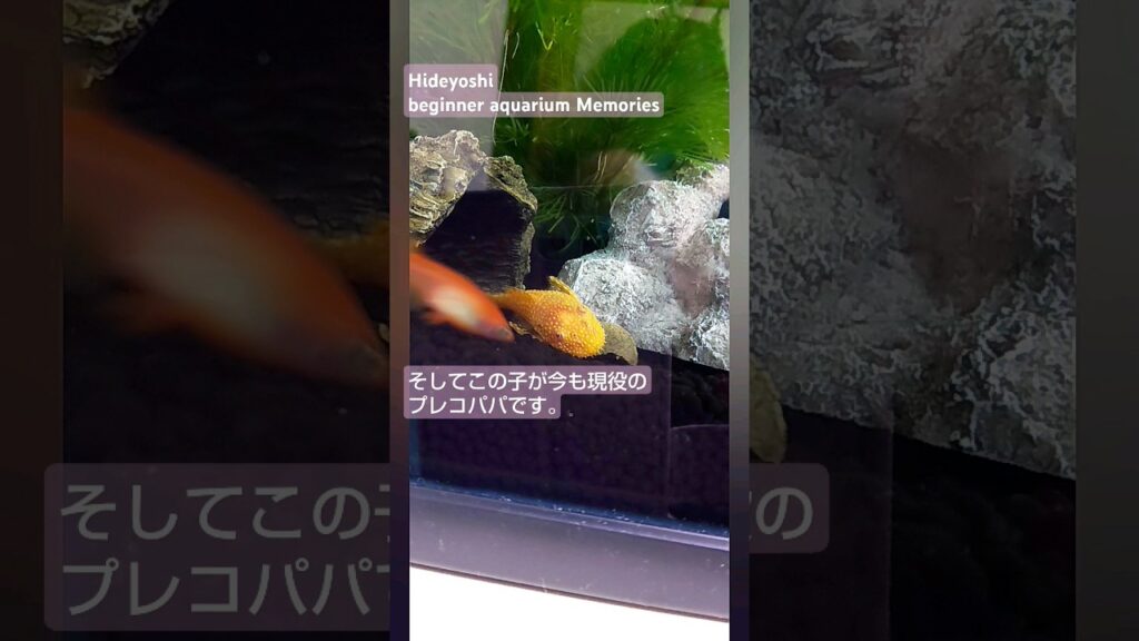 11-aquarium-