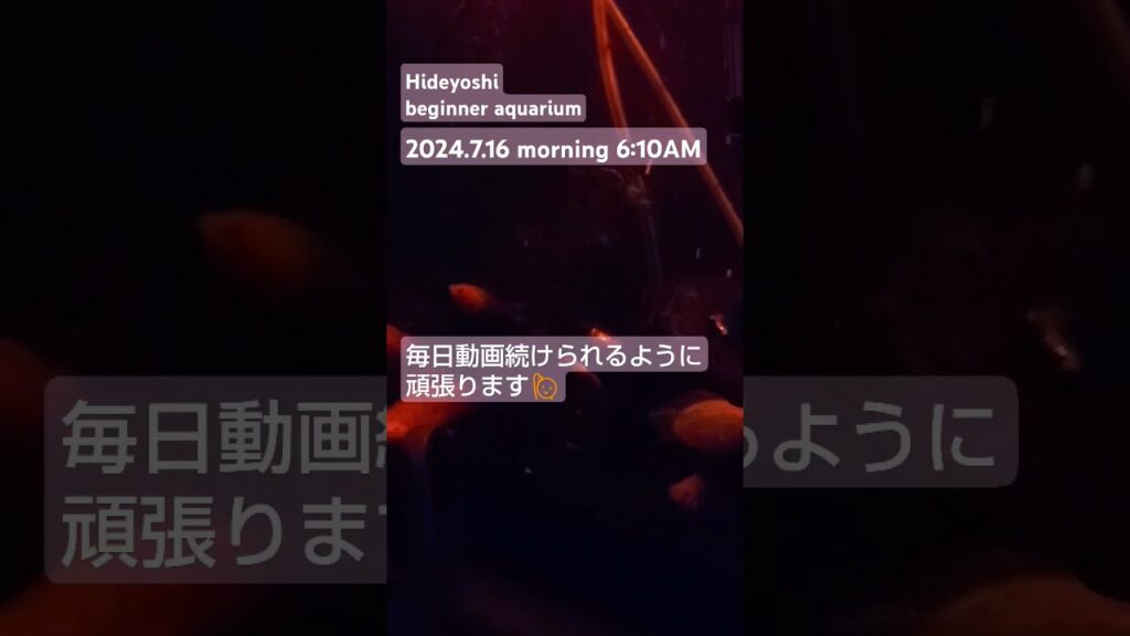 2024.7.15morning-aquarium-