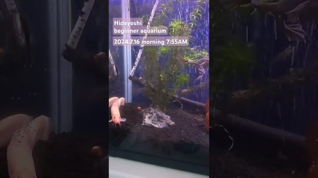 2024.7.16morning-aquarium-