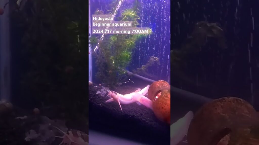 2024.7.17morning-aquarium-