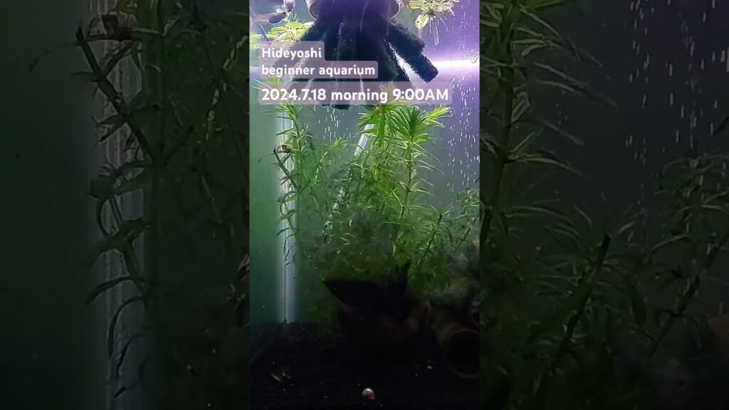 2024.7.18morning-aquarium-
