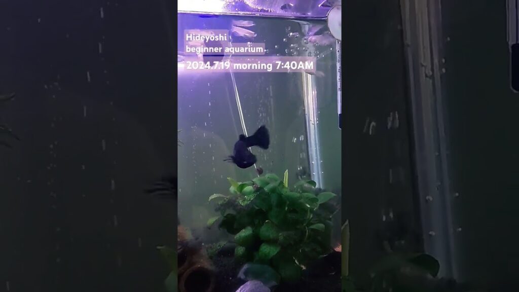 2024.7.19morning-aquarium-