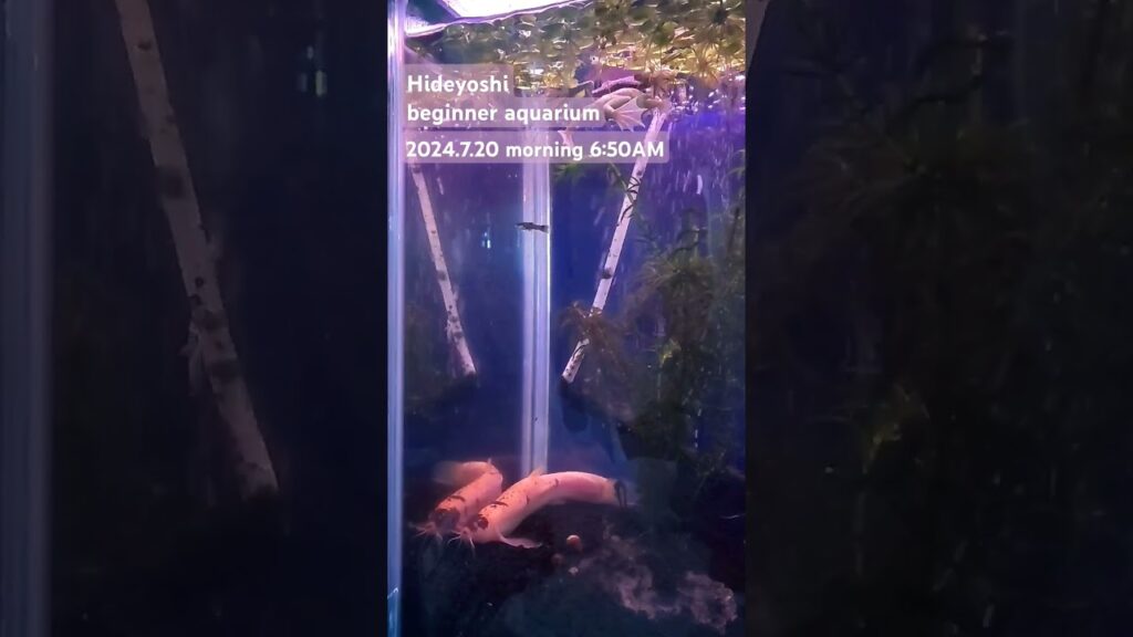 2024.7.20morning-aquarium-