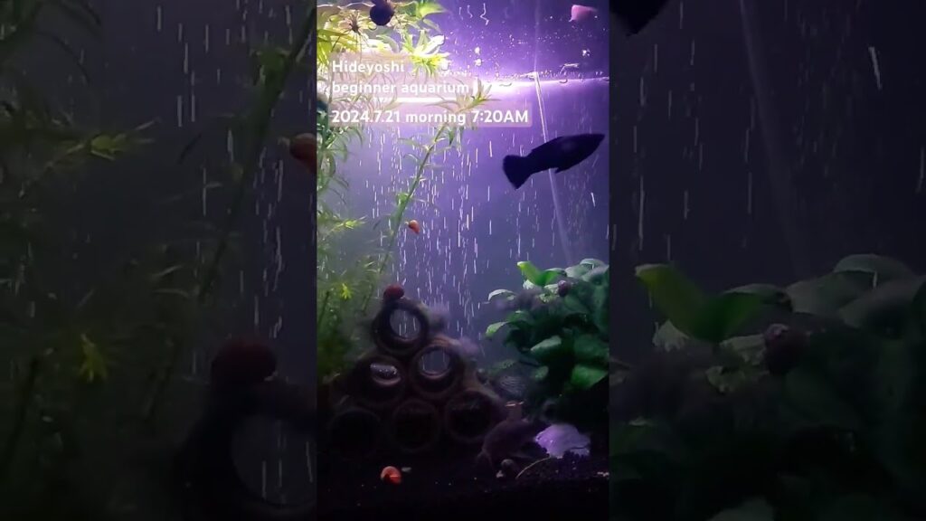 2024.7.21morning-aquarium-