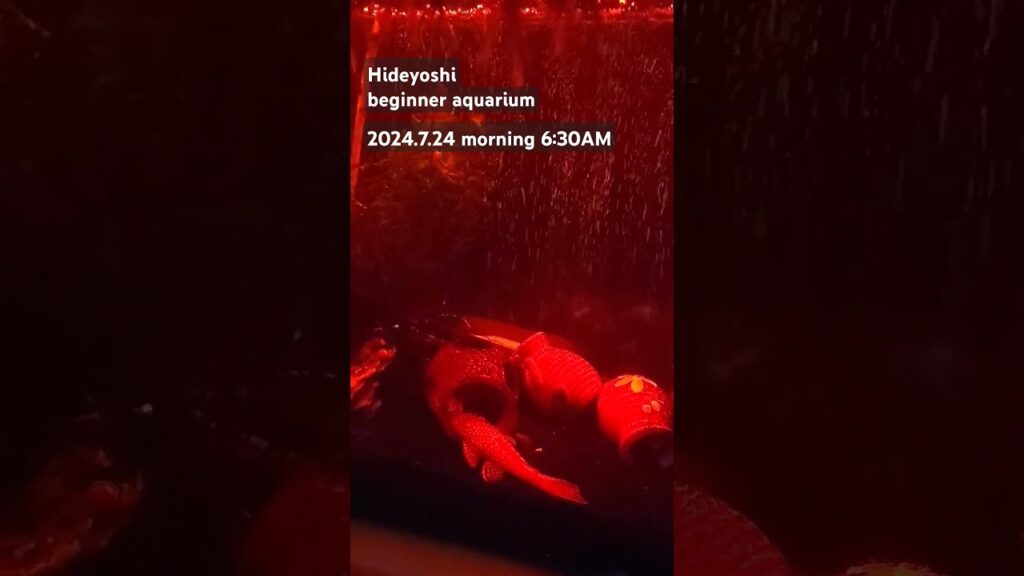 2024.7.24morning-aquarium-
