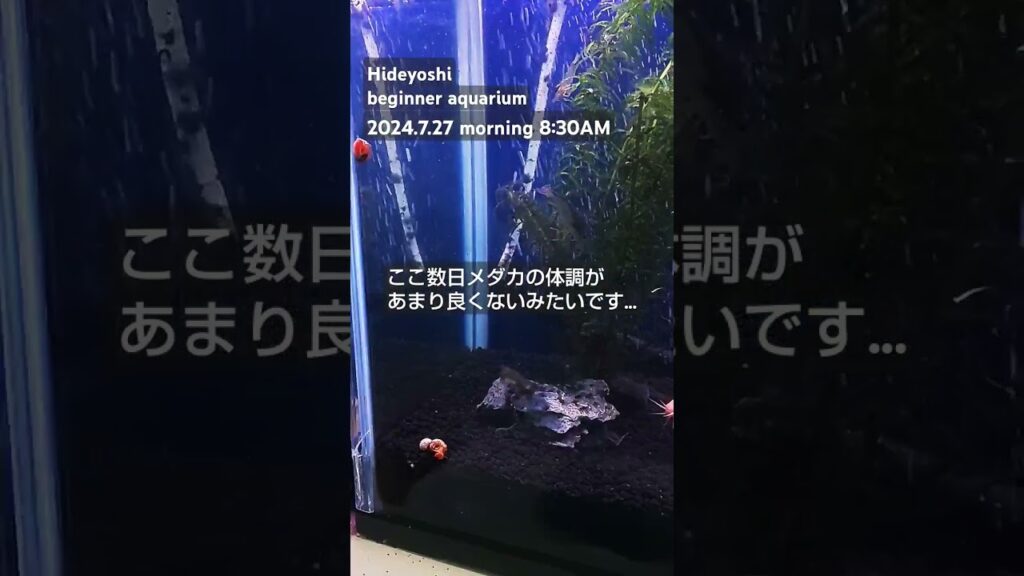 2024.7.27morning-aquarium-