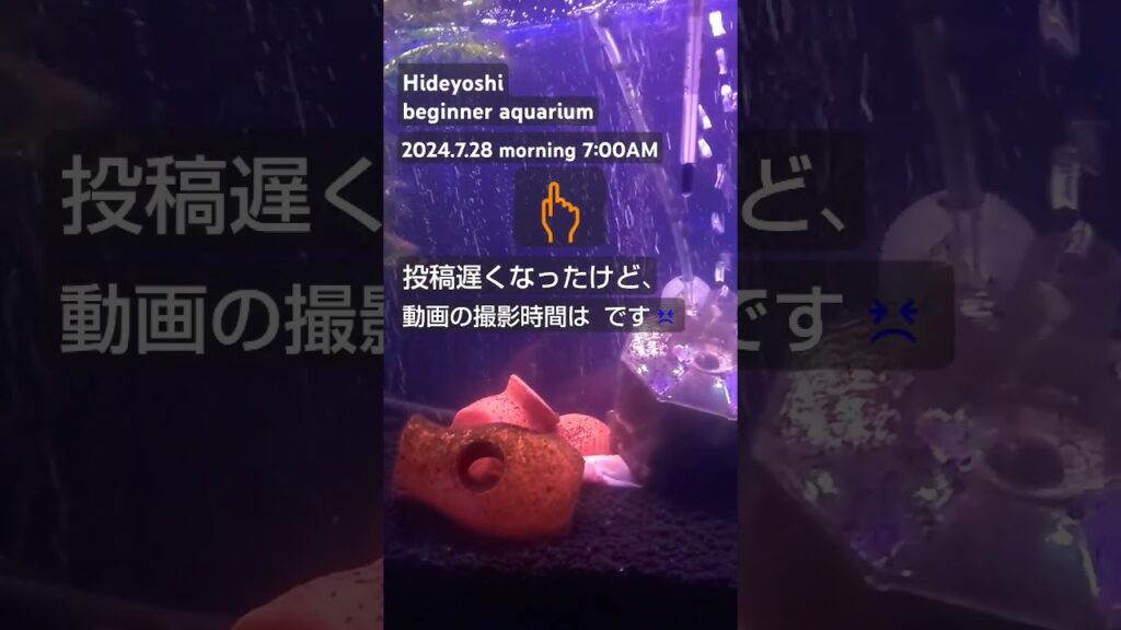2024.7.28morning-aquarium-