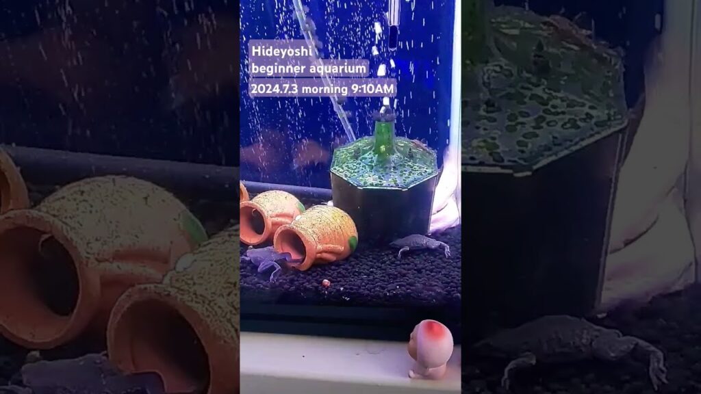 2024.7.3morning-aquarium-