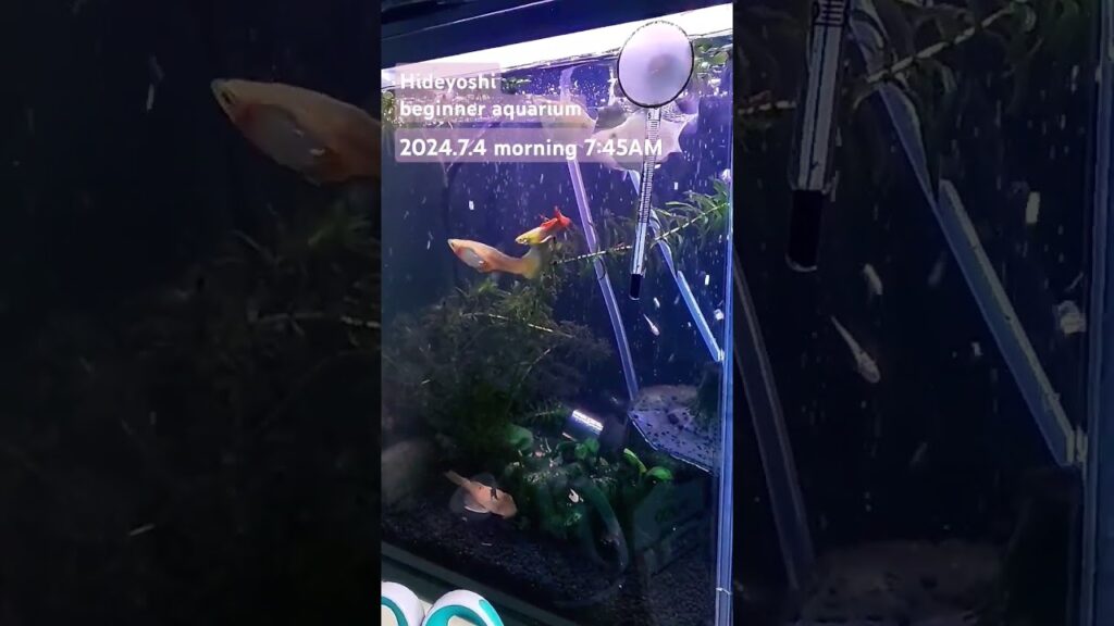 2024.7.4morning-aquarium-