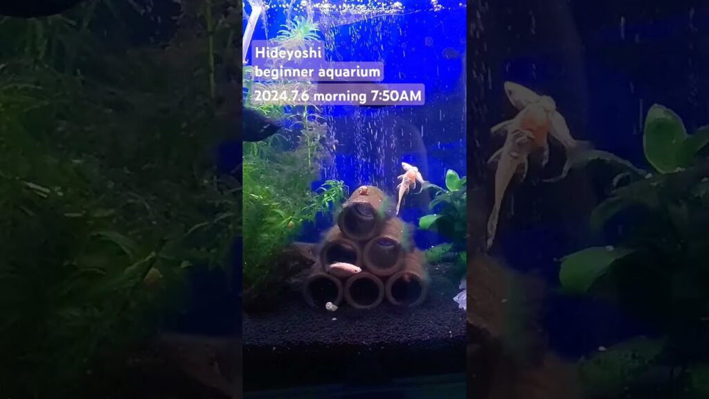 2024.7.6morning-aquarium-