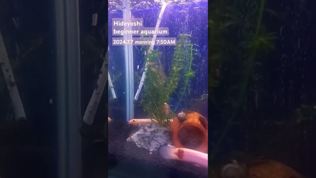 2024.7.7morning-aquarium-