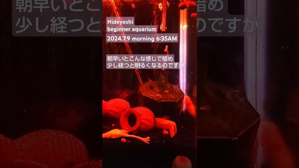 2024.7.9morning-aquarium-