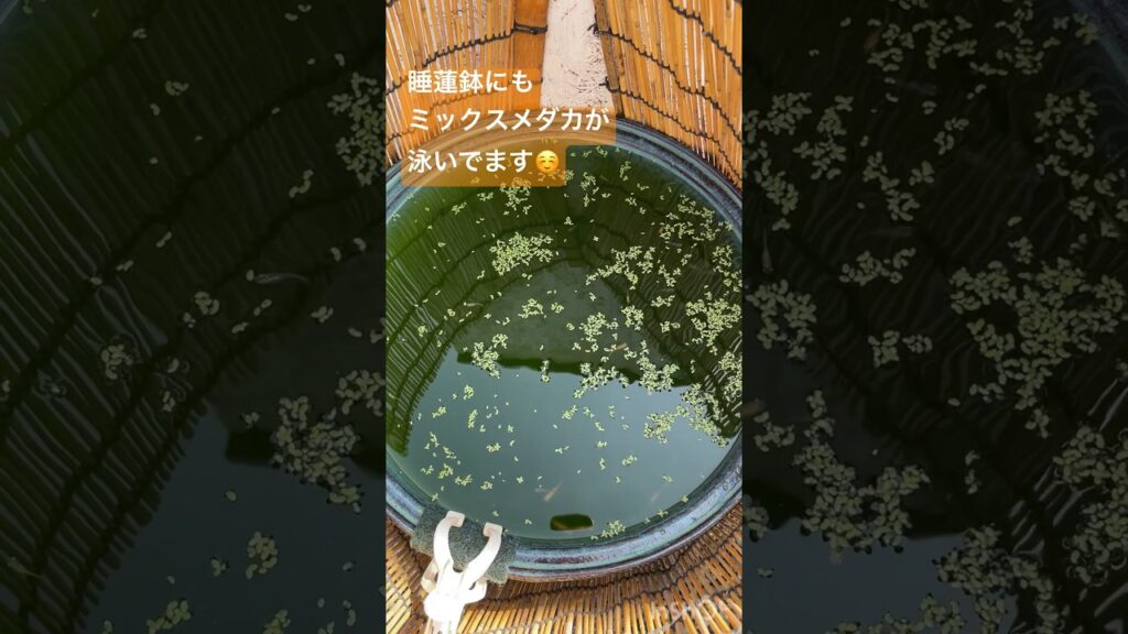 209-shorts-aquarium-fish