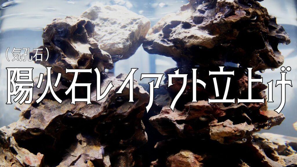 Cardinal-Sulawesi-shrimp