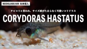 DOOA-aquascape-aquarium-DOOA-