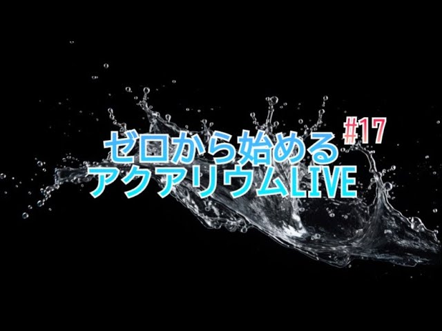 LIVE17