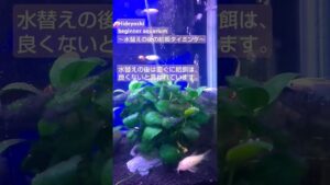 aquarium-1-2