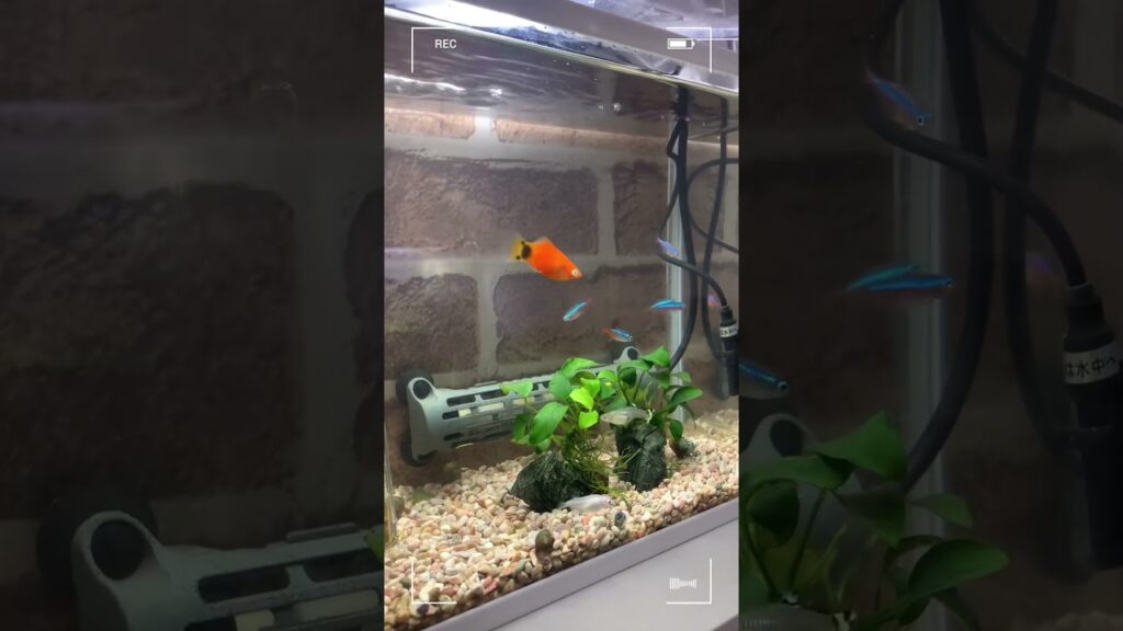 aquarium-disney