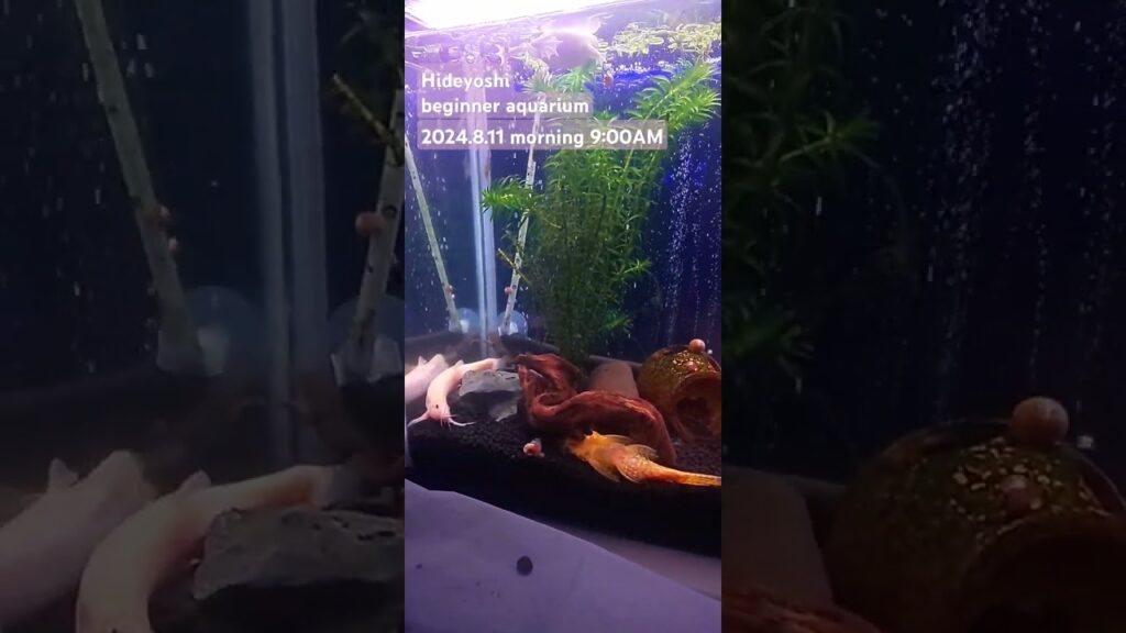 2024.8.11morning-aquarium-