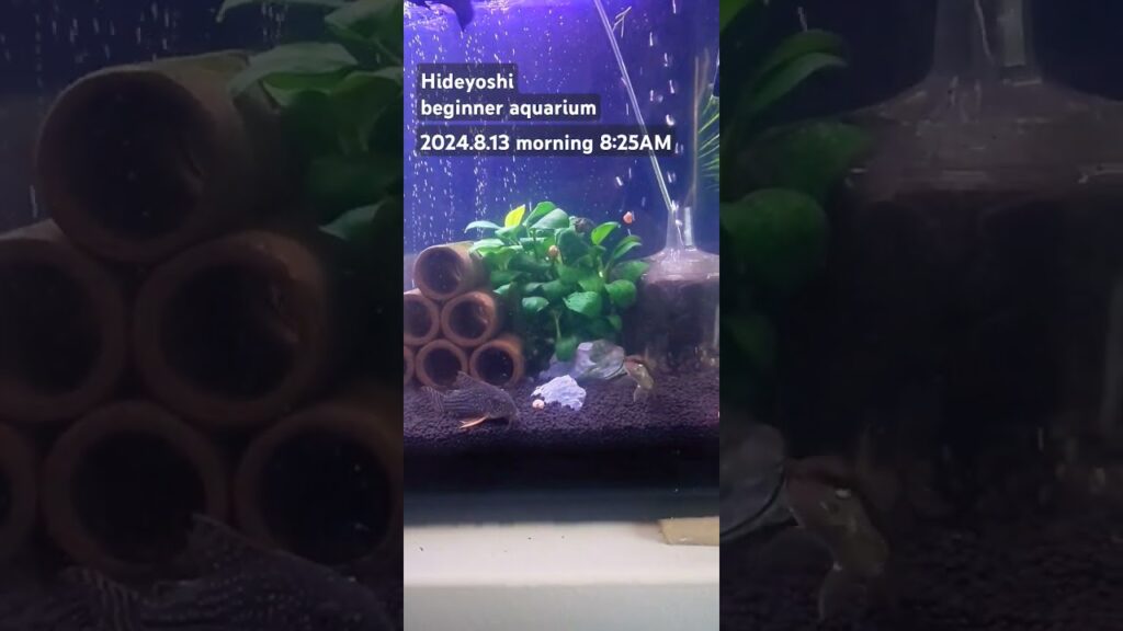 2024.8.13morning-aquarium-