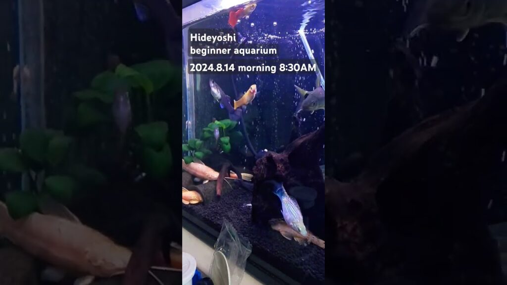 2024.8.14morning-aquarium-