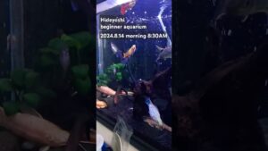 2024.8.14morning-aquarium-