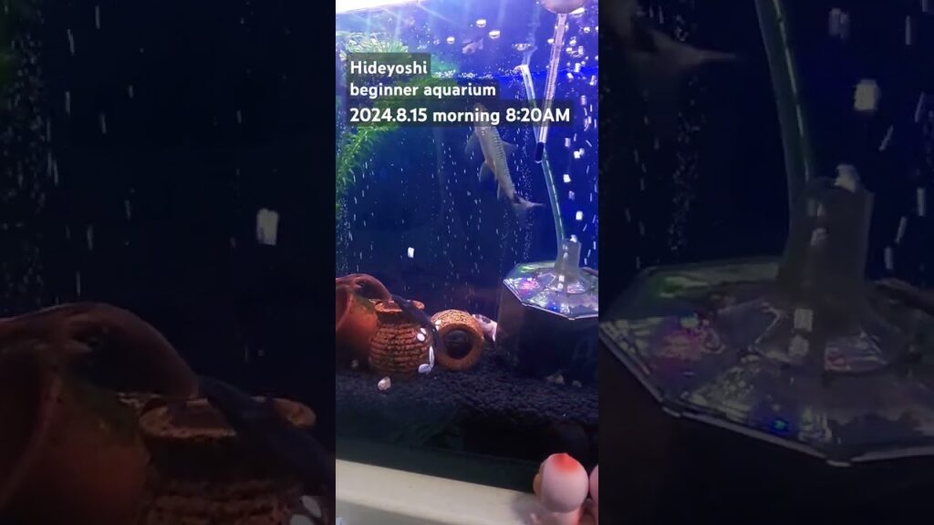 2024.8.15morning-aquarium-