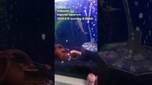 2024.8.15morning-aquarium-