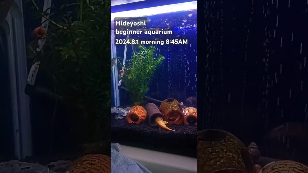 2024.8.1morning-aquarium-