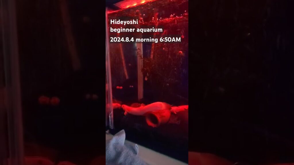 2024.8.4morning-aquarium-