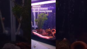 2024.8.7morning-aquarium-