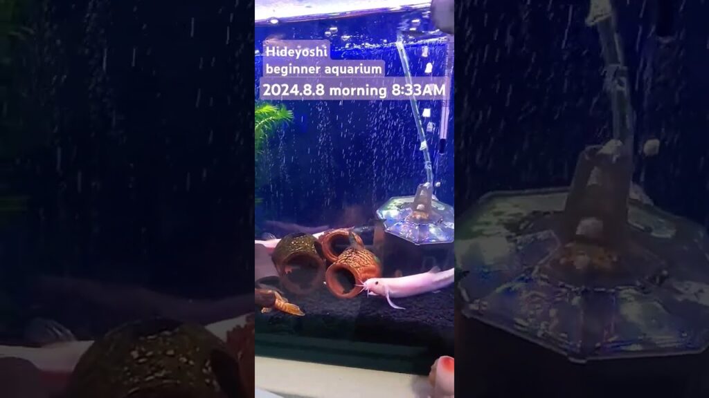 2024.8.8morning-aquarium-