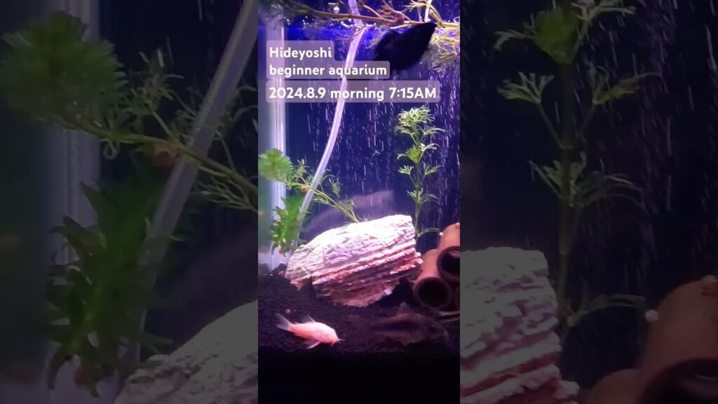 2024.8.9morning-aquarium-