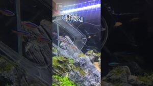 60-aquariumfish-